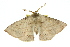  ( - 10ANIC-03306)  @13 [ ] CreativeCommons - Attribution (2010) CBG Photography Group Centre for Biodiversity Genomics