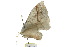  ( - 10ANIC-03307)  @12 [ ] CreativeCommons - Attribution (2010) CBG Photography Group Centre for Biodiversity Genomics