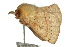 ( - 10ANIC-03308)  @12 [ ] CreativeCommons - Attribution (2010) CBG Photography Group Centre for Biodiversity Genomics