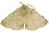  ( - 10ANIC-03310)  @13 [ ] CreativeCommons - Attribution (2010) CBG Photography Group Centre for Biodiversity Genomics