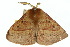  ( - 10ANIC-03311)  @14 [ ] CreativeCommons - Attribution (2010) CBG Photography Group Centre for Biodiversity Genomics