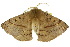  ( - 10ANIC-03314)  @14 [ ] CreativeCommons - Attribution (2010) CBG Photography Group Centre for Biodiversity Genomics