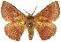 ( - 10ANIC-03318)  @15 [ ] CreativeCommons - Attribution (2010) CBG Photography Group Centre for Biodiversity Genomics