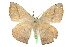  ( - 10ANIC-03320)  @14 [ ] CreativeCommons - Attribution (2010) CBG Photography Group Centre for Biodiversity Genomics