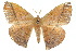  ( - 10ANIC-03323)  @14 [ ] CreativeCommons - Attribution (2010) CBG Photography Group Centre for Biodiversity Genomics