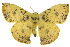  ( - 10ANIC-03324)  @15 [ ] CreativeCommons - Attribution (2010) CBG Photography Group Centre for Biodiversity Genomics