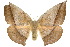  ( - 10ANIC-03325)  @15 [ ] CreativeCommons - Attribution (2010) CBG Photography Group Centre for Biodiversity Genomics