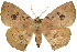  (Anthela deficiens - 10ANIC-03326)  @11 [ ] CreativeCommons - Attribution (2010) CBG Photography Group Centre for Biodiversity Genomics