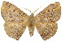  ( - 10ANIC-03327)  @11 [ ] CreativeCommons - Attribution (2010) CBG Photography Group Centre for Biodiversity Genomics