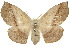  (Anthela varia - 10ANIC-03331)  @15 [ ] CreativeCommons - Attribution (2010) CBG Photography Group Centre for Biodiversity Genomics