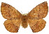  (Anthela limonea - 10ANIC-03334)  @15 [ ] CreativeCommons - Attribution (2010) CBG Photography Group Centre for Biodiversity Genomics
