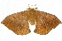  ( - 10ANIC-03335)  @14 [ ] CreativeCommons - Attribution (2010) CBG Photography Group Centre for Biodiversity Genomics