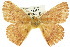  ( - 10ANIC-03336)  @15 [ ] CreativeCommons - Attribution (2010) CBG Photography Group Centre for Biodiversity Genomics