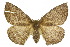  ( - 10ANIC-03339)  @14 [ ] CreativeCommons - Attribution (2010) CBG Photography Group Centre for Biodiversity Genomics