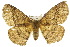  ( - 10ANIC-03340)  @15 [ ] CreativeCommons - Attribution (2010) CBG Photography Group Centre for Biodiversity Genomics