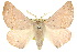  ( - 10ANIC-03342)  @15 [ ] CreativeCommons - Attribution (2010) CBG Photography Group Centre for Biodiversity Genomics