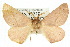  ( - 10ANIC-03345)  @11 [ ] CreativeCommons - Attribution (2010) CBG Photography Group Centre for Biodiversity Genomics