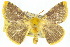  ( - 10ANIC-03347)  @15 [ ] CreativeCommons - Attribution (2010) CBG Photography Group Centre for Biodiversity Genomics