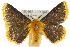  ( - 10ANIC-03351)  @15 [ ] CreativeCommons - Attribution (2010) CBG Photography Group Centre for Biodiversity Genomics