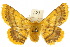  ( - 10ANIC-03352)  @11 [ ] CreativeCommons - Attribution (2010) CBG Photography Group Centre for Biodiversity Genomics