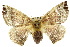  ( - 10ANIC-03364)  @15 [ ] CreativeCommons - Attribution (2010) CBG Photography Group Centre for Biodiversity Genomics