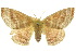  ( - 10ANIC-03365)  @15 [ ] CreativeCommons - Attribution (2010) CBG Photography Group Centre for Biodiversity Genomics