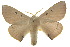  ( - 10ANIC-03366)  @11 [ ] CreativeCommons - Attribution (2010) CBG Photography Group Centre for Biodiversity Genomics