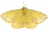  ( - 10ANIC-03370)  @12 [ ] CreativeCommons - Attribution (2010) CBG Photography Group Centre for Biodiversity Genomics