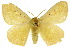  ( - 10ANIC-03371)  @13 [ ] CreativeCommons - Attribution (2010) CBG Photography Group Centre for Biodiversity Genomics