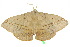  ( - 10ANIC-03372)  @14 [ ] CreativeCommons - Attribution (2010) CBG Photography Group Centre for Biodiversity Genomics