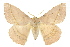  ( - 10ANIC-03373)  @15 [ ] CreativeCommons - Attribution (2010) CBG Photography Group Centre for Biodiversity Genomics