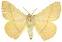  ( - 10ANIC-03374)  @15 [ ] CreativeCommons - Attribution (2010) CBG Photography Group Centre for Biodiversity Genomics