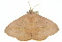  ( - 10ANIC-03377)  @13 [ ] CreativeCommons - Attribution (2010) CBG Photography Group Centre for Biodiversity Genomics