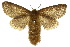  ( - 10ANIC-03386)  @15 [ ] CreativeCommons - Attribution (2010) CBG Photography Group Centre for Biodiversity Genomics
