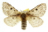  (Anthela ochroptera - 10ANIC-03391)  @15 [ ] CreativeCommons - Attribution (2010) CBG Photography Group Centre for Biodiversity Genomics