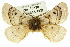 ( - 10ANIC-03392)  @14 [ ] CreativeCommons - Attribution (2010) CBG Photography Group Centre for Biodiversity Genomics