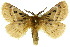  ( - 10ANIC-03410)  @15 [ ] CreativeCommons - Attribution (2010) CBG Photography Group Centre for Biodiversity Genomics