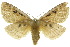  ( - 10ANIC-03411)  @14 [ ] CreativeCommons - Attribution (2010) CBG Photography Group Centre for Biodiversity Genomics