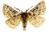  ( - 10ANIC-03413)  @15 [ ] CreativeCommons - Attribution (2010) CBG Photography Group Centre for Biodiversity Genomics