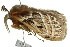  ( - 10ANIC-03414)  @14 [ ] CreativeCommons - Attribution (2010) CBG Photography Group Centre for Biodiversity Genomics