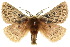  ( - 10ANIC-03415)  @15 [ ] CreativeCommons - Attribution (2010) CBG Photography Group Centre for Biodiversity Genomics