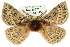  ( - 10ANIC-03417)  @14 [ ] CreativeCommons - Attribution (2010) CBG Photography Group Centre for Biodiversity Genomics