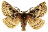  ( - 10ANIC-03418)  @15 [ ] CreativeCommons - Attribution (2010) CBG Photography Group Centre for Biodiversity Genomics