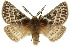  ( - 10ANIC-03419)  @15 [ ] CreativeCommons - Attribution (2010) CBG Photography Group Centre for Biodiversity Genomics