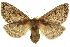  ( - 10ANIC-03420)  @11 [ ] CreativeCommons - Attribution (2010) CBG Photography Group Centre for Biodiversity Genomics
