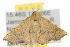  ( - 10ANIC-03469)  @12 [ ] CreativeCommons - Attribution (2010) CBG Photography Group Centre for Biodiversity Genomics