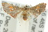  (Mathoris - 10ANIC-03492)  @14 [ ] CreativeCommons - Attribution (2010) CBG Photography Group Centre for Biodiversity Genomics