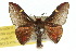  ( - 10ANIC-03517)  @14 [ ] CreativeCommons - Attribution (2010) CBG Photography Group Centre for Biodiversity Genomics