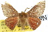 (Nataxa amblopis - 10ANIC-03521)  @11 [ ] CreativeCommons - Attribution (2010) CBG Photography Group Centre for Biodiversity Genomics