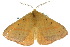  ( - 10ANIC-03523)  @14 [ ] CreativeCommons - Attribution (2010) CBG Photography Group Centre for Biodiversity Genomics